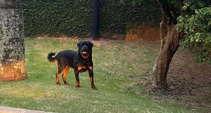 Cachorro ra a Rottweiler idade 1 ano nome Hunter