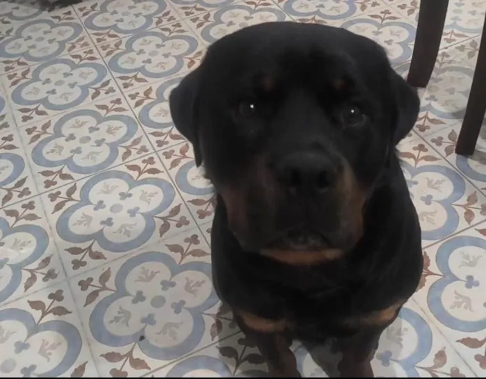 Cachorro ra a Rottweiler idade 1 ano nome Hunter