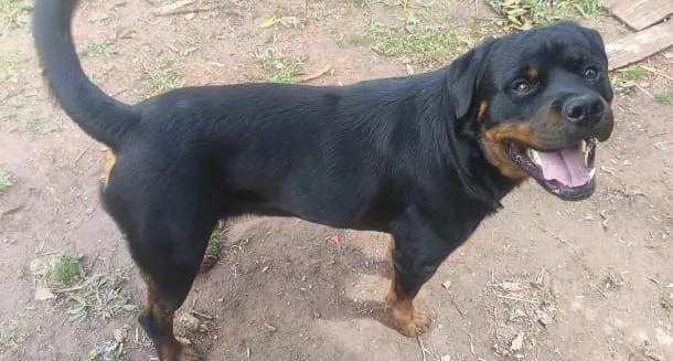Cachorro ra a Rottweiler idade 1 ano nome Hunter