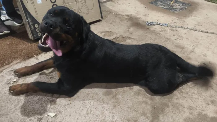 Cachorro ra a Rottweiler idade 1 ano nome Hunter
