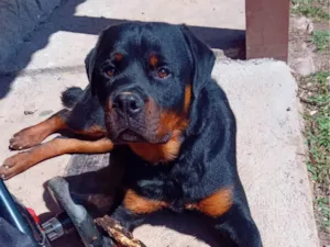 Cachorro ra a Rottweiler idade 1 ano nome Hunter