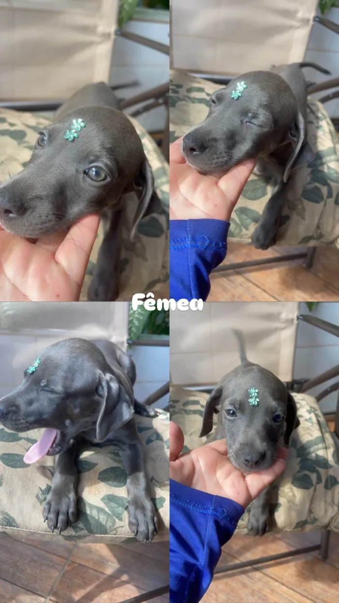 Cachorro ra a SRD-ViraLata idade Abaixo de 2 meses nome Sem nome
