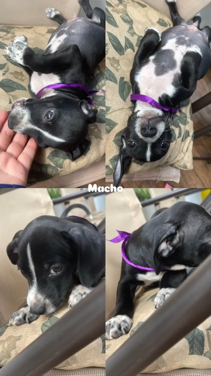 Cachorro ra a SRD-ViraLata idade Abaixo de 2 meses nome Sem nome