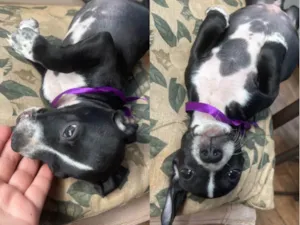 Cachorro ra a SRD-ViraLata idade Abaixo de 2 meses nome Sem nome