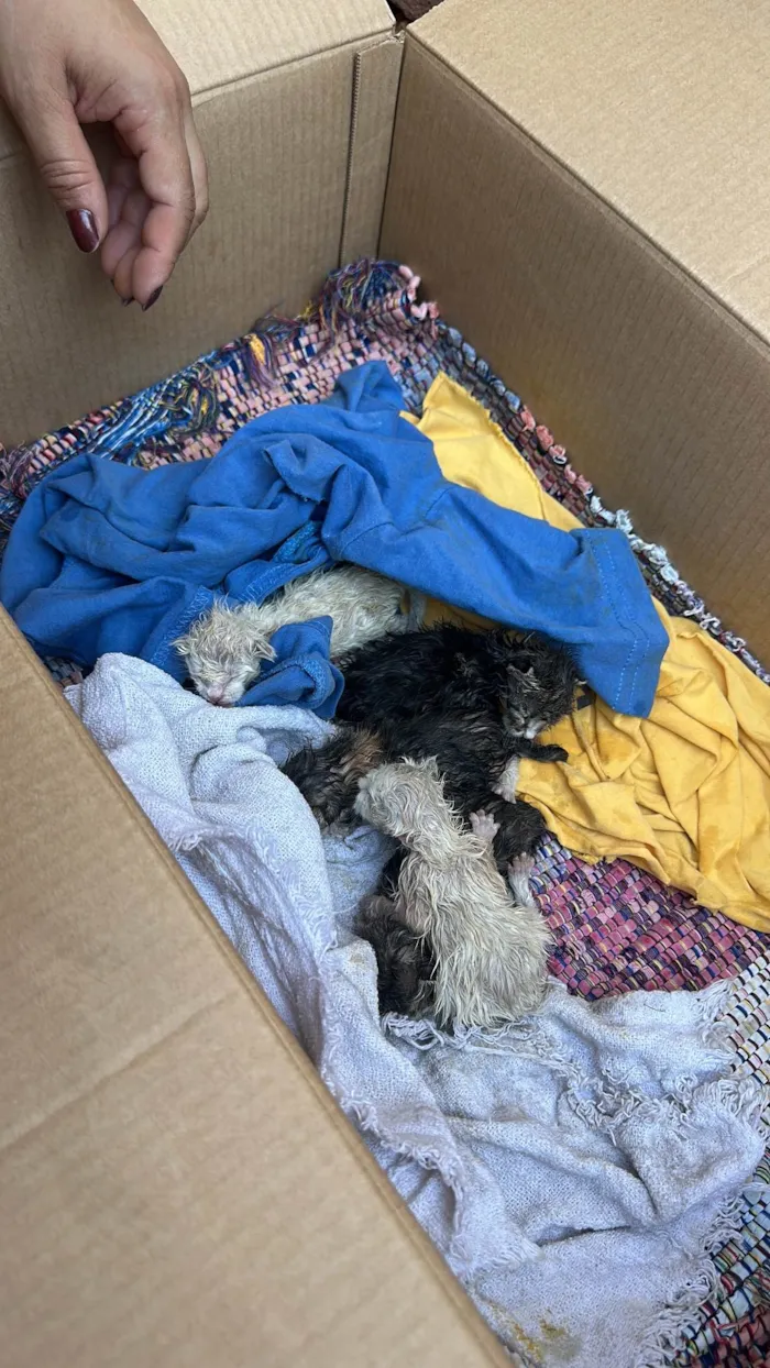 Gato ra a Exótico idade Abaixo de 2 meses nome Larissa