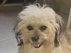 Cachorro ra a Shitzu idade 7 a 11 meses nome Boby 