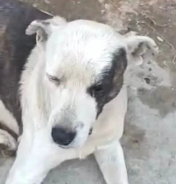 Cachorro ra a SRD-ViraLata idade 7 a 11 meses nome Thor 