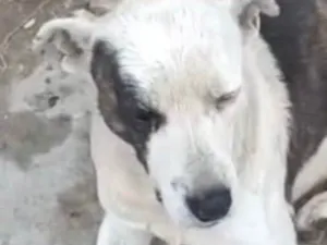Cachorro raça SRD-ViraLata idade 7 a 11 meses nome Thor 