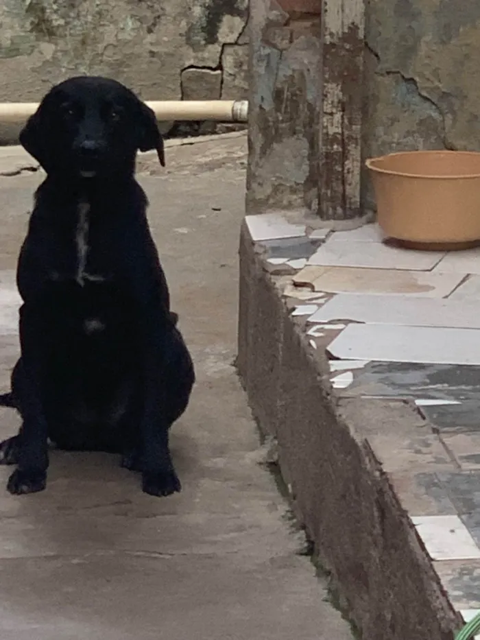 Cachorro ra a SRD-ViraLata idade 1 ano nome Luna 