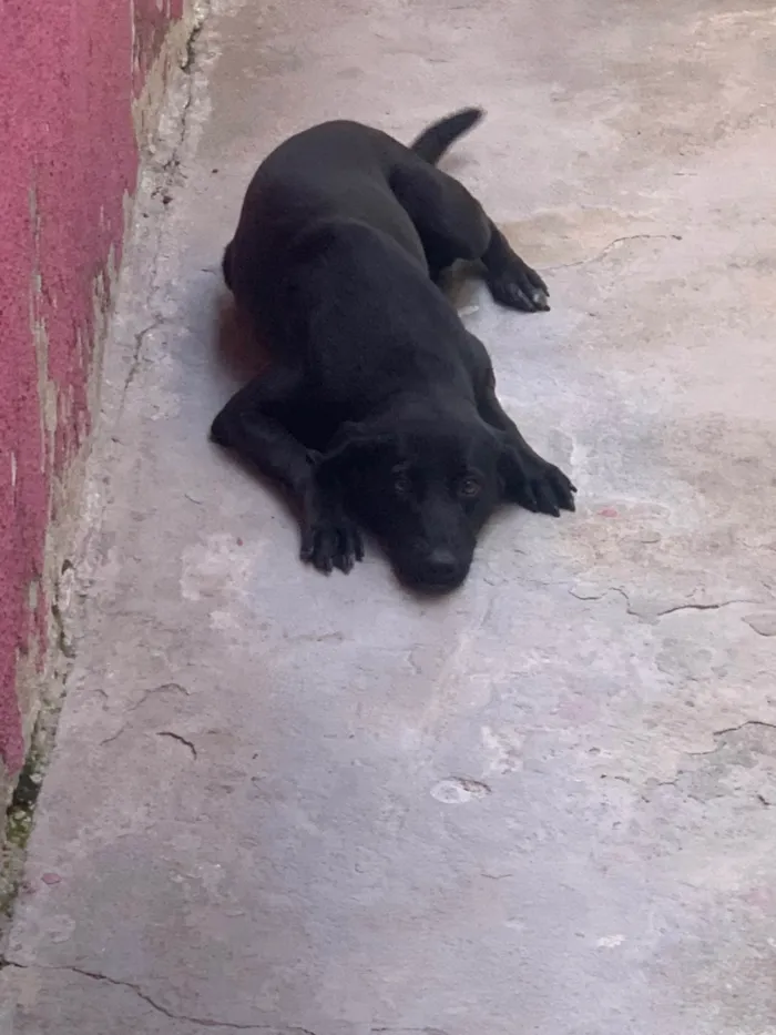 Cachorro ra a SRD-ViraLata idade 1 ano nome Luna 