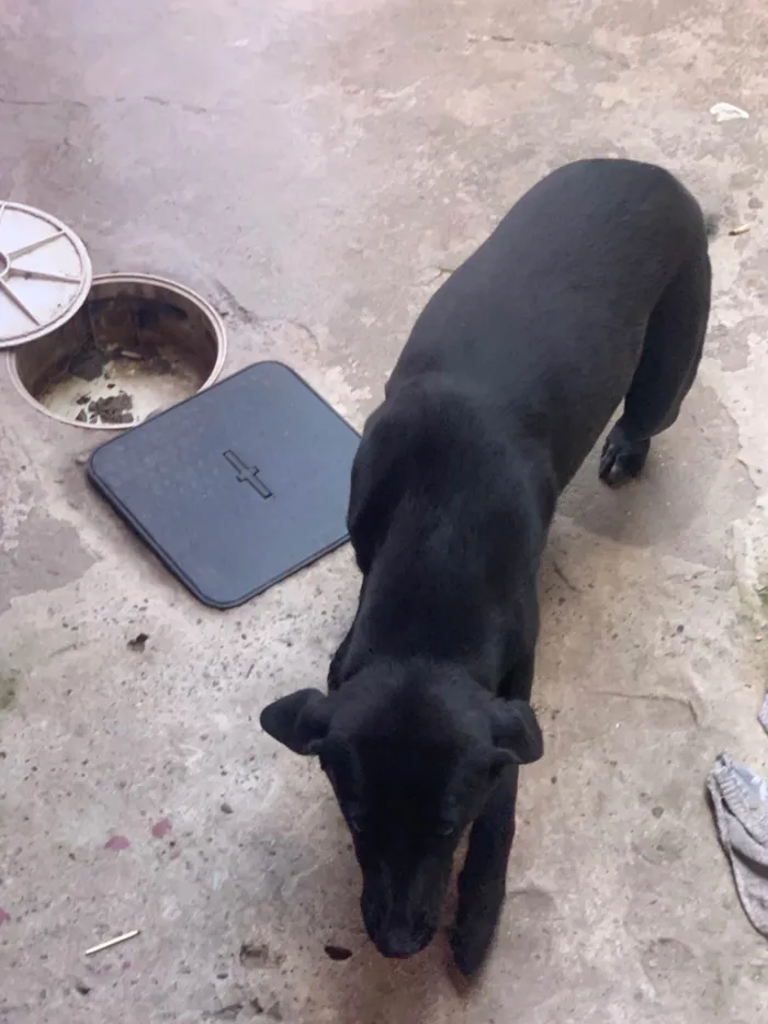 Cachorro ra a SRD-ViraLata idade 1 ano nome Luna 