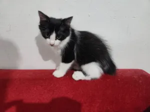 Gato raça SRD-ViraLata idade 2 a 6 meses nome Gatos filhotes 