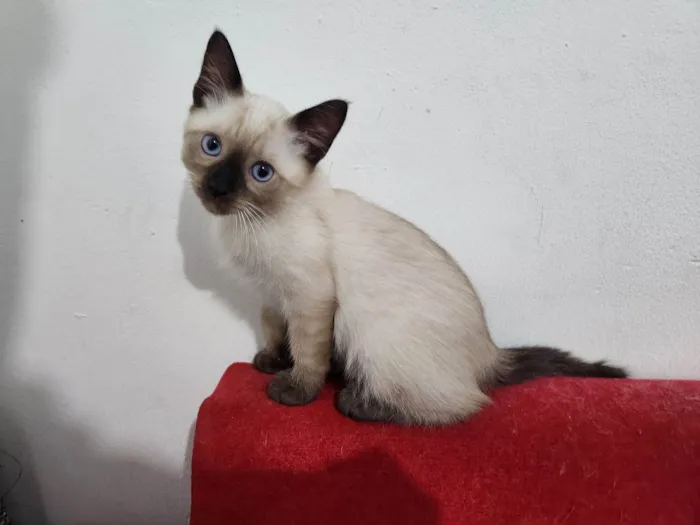 Gato ra a SRD-ViraLata idade 2 a 6 meses nome Gatos filhotes 