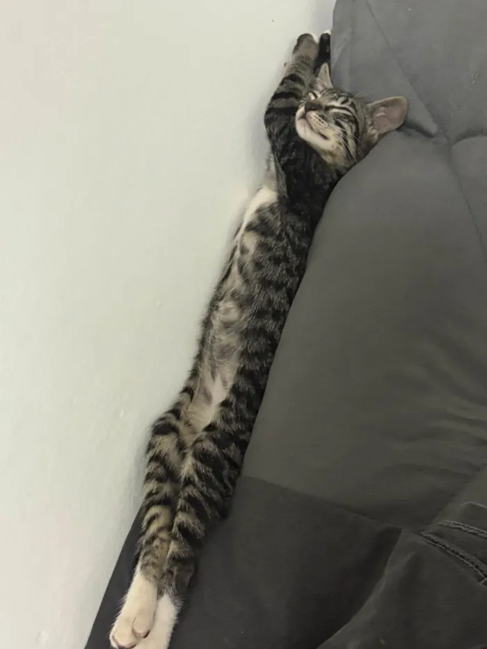 Gato ra a SRD-ViraLata idade 2 a 6 meses nome Sammy