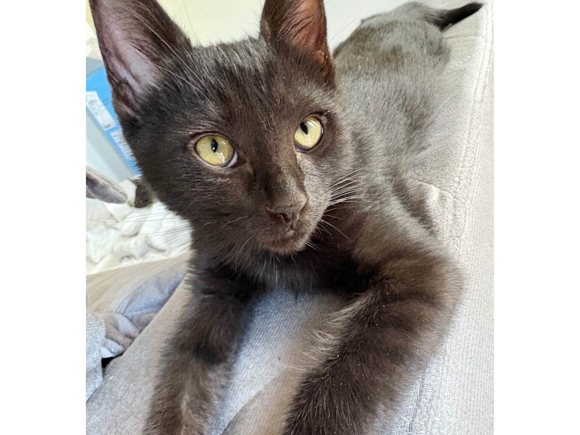 Cachorro raça SRD-ViraLata idade 2 a 6 meses nome Xerxes