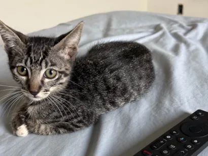 Gato raça SRD-ViraLata idade 2 a 6 meses nome Sammy