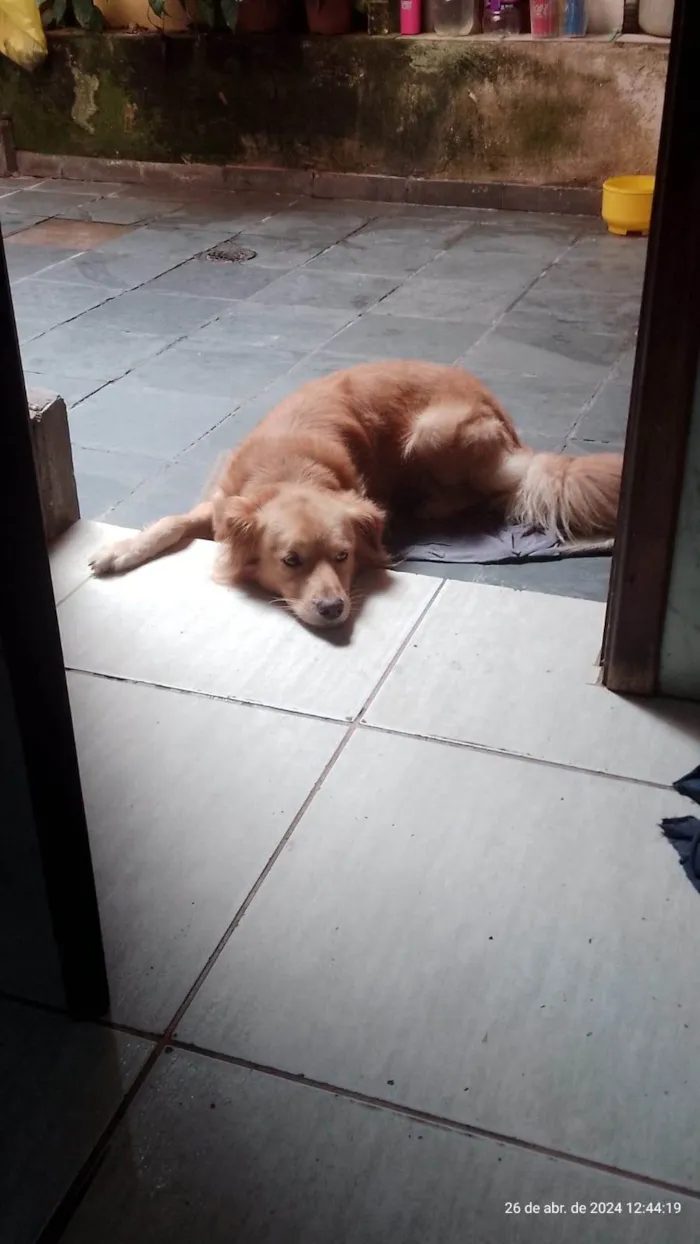 Cachorro ra a SRD-ViraLata idade 3 anos nome APOLLO