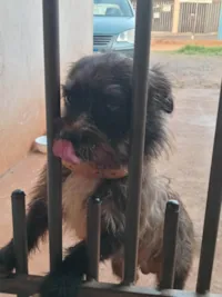 Cachorro ra a Lhasa Apso idade 2 anos nome Dudu