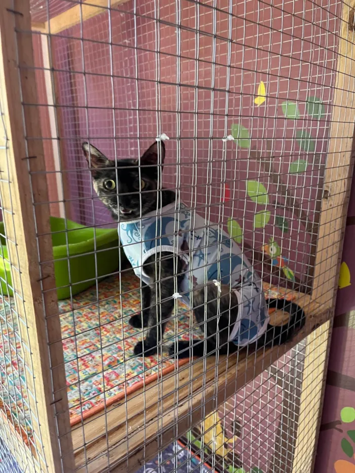 Gato ra a SRD-ViraLata idade Abaixo de 2 meses nome Pepeu e Caetana