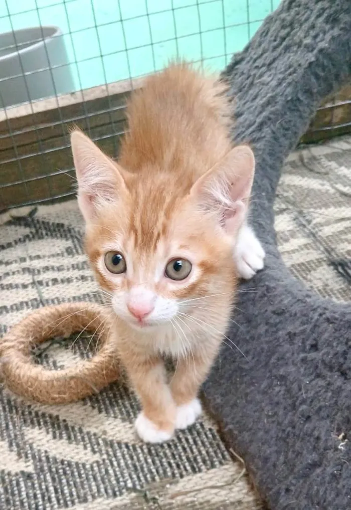 Gato ra a SRD-ViraLata idade Abaixo de 2 meses nome Pepeu e Caetana