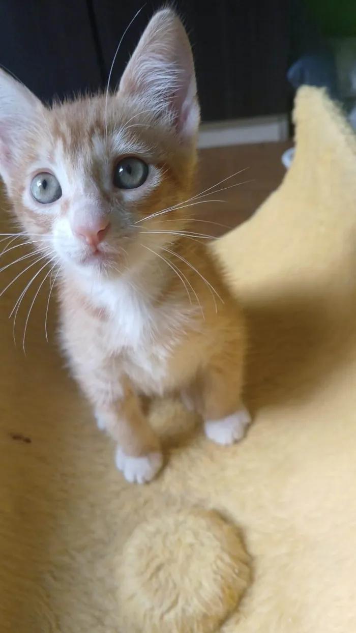 Gato ra a SRD-ViraLata idade Abaixo de 2 meses nome Pepeu e Caetana
