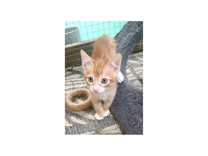 Gato ra a SRD-ViraLata idade Abaixo de 2 meses nome Pepeu e Caetana