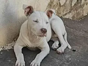 Cachorro raça Pit-Bull idade 1 ano nome Zeus