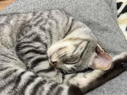 Gato ra a SRD-ViraLata idade 7 a 11 meses nome Mími