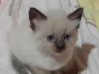 Gato raça Siamês idade Abaixo de 2 meses nome Gatinha