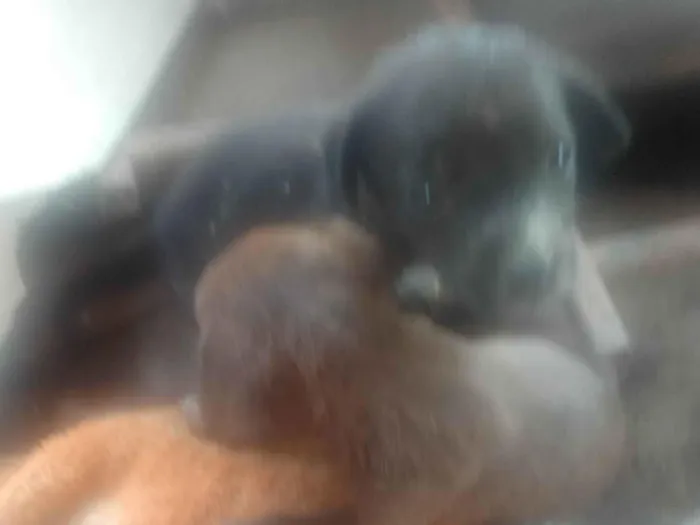 Cachorro ra a Labrador idade Abaixo de 2 meses nome Não tem 