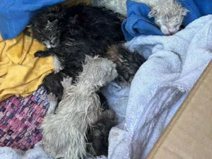 Gato raça Exótico idade Abaixo de 2 meses nome Larissa