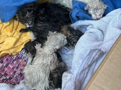 Gato raça Exótico idade Abaixo de 2 meses nome Larissa