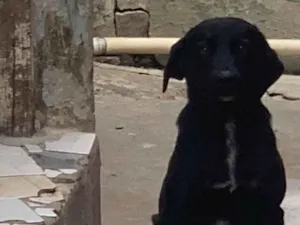 Cachorro raça SRD-ViraLata idade 1 ano nome Luna 