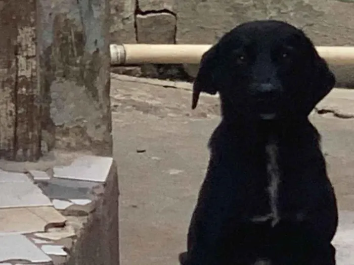 Cachorro ra a SRD-ViraLata idade 1 ano nome Luna 
