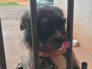 Cachorro raça Lhasa Apso idade 2 anos nome Dudu