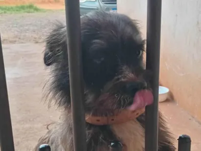 Cachorro raça Lhasa Apso idade 2 anos nome Dudu