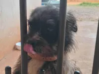 Cachorro ra a Lhasa Apso idade 2 anos nome Dudu