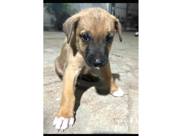 Cachorro ra a SRD-ViraLata idade 2 a 6 meses nome Ainda sem nome