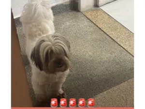 Cachorro raça Shitzu idade 2 anos nome Gabrielle Eisfeld 