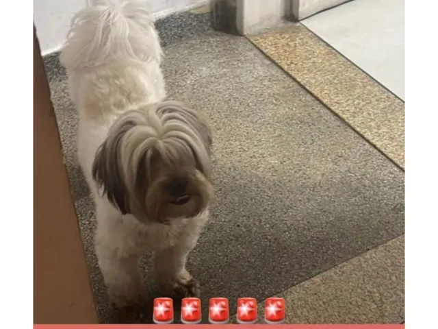 Cachorro ra a Shitzu idade 2 anos nome Gabrielle Eisfeld 