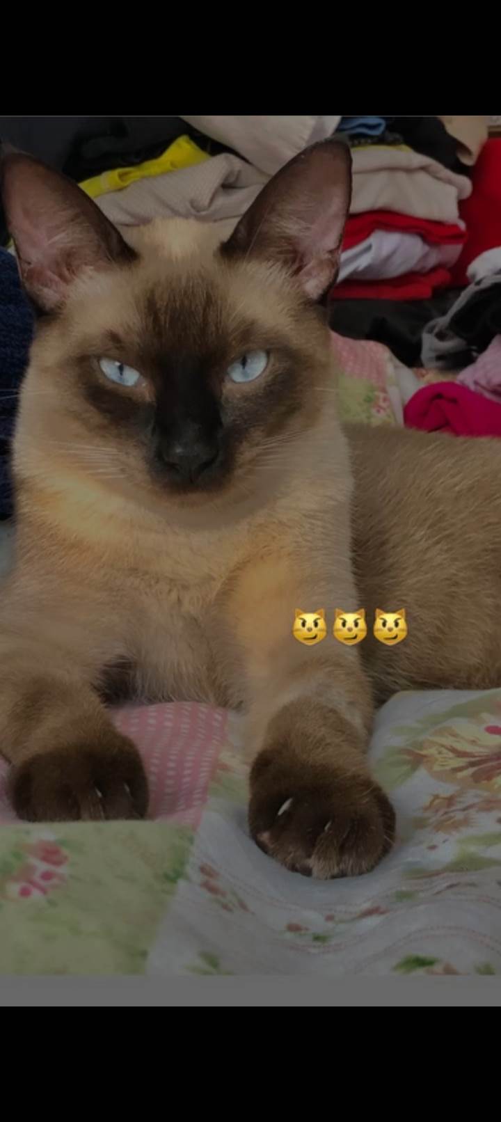 Gato ra a Siamês idade 1 ano nome Shelby 