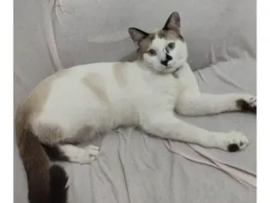 Gato raça Siamês idade 1 ano nome Nino