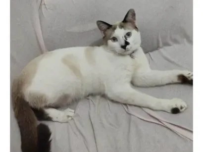Gato raça Siamês idade 1 ano nome Nino
