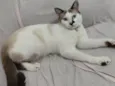 Gato ra a Siamês idade 1 ano nome Nino