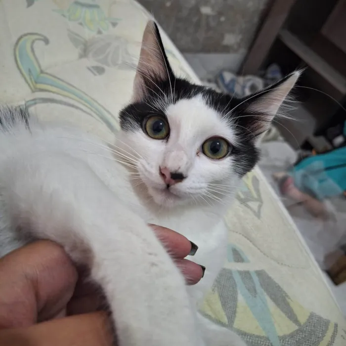 Gato ra a SRD-ViraLata idade 6 ou mais anos nome Luna e logan