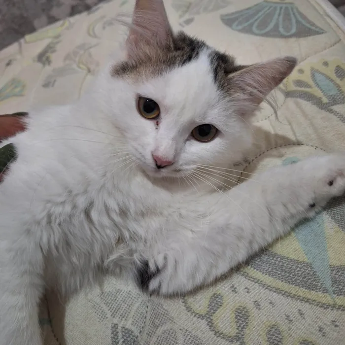 Gato ra a SRD-ViraLata idade 6 ou mais anos nome Luna e logan