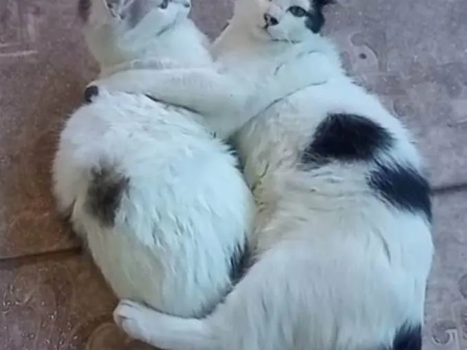 Gato ra a SRD-ViraLata idade 6 ou mais anos nome Luna e logan