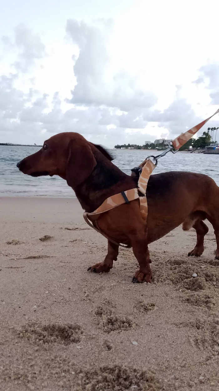 Cachorro ra a Basset-Cofap idade 5 anos nome Lucky