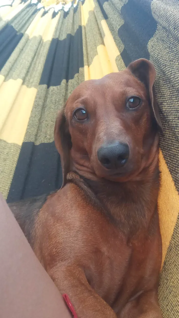 Cachorro ra a Basset-Cofap idade 5 anos nome Lucky