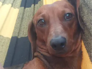Cachorro raça Basset-Cofap idade 5 anos nome Lucky
